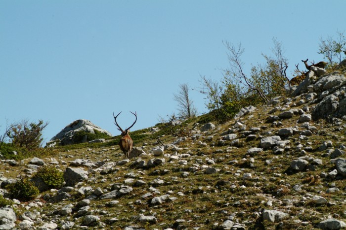 Ancora cervi